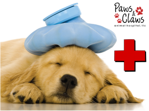 Veterinarian Emergency Services in Nashville, TN | Paws & Claws Animal  Hospital, LLC